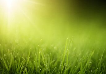 Fototapeta premium Nature's Micro World: Dew on Grass