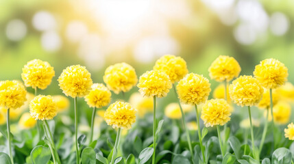 Obraz premium Yellow spherical flowers blooming in a sunny garden background 