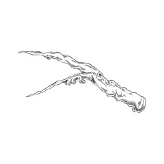 Carob plant stalk piece vector ink sketch, hand drawn engraved twig farm or wild tree stem, stick or twig isolated