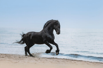 black friesian horse galloping on the sea beach
