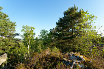 Denecourt path 16 in fontainebleau forest