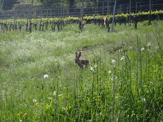 A hare in the vineyard