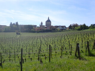 Vineyards in Northern Italy