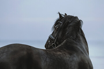 Artistic portrait of a Friesian stallion