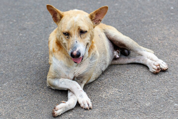 A dog is laying on the ground with its tongue out
