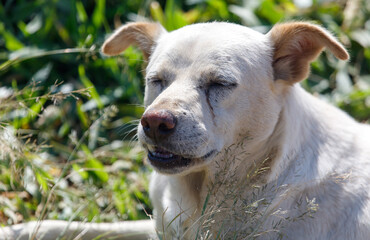 A dog is laying in the grass with its mouth open