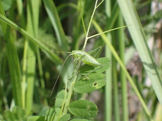 Green grasshopper in long grass