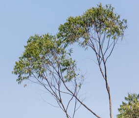 Two trees are standing tall in a clear blue sky