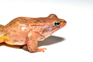 Pink ground frog, close-up. Frog on a white background.