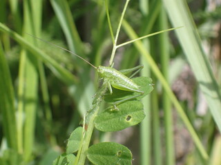 Green grasshopper in long grass