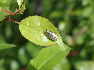 Hairy beetle on a green leaf