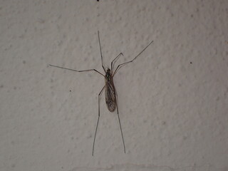 Assasin bug on the wall