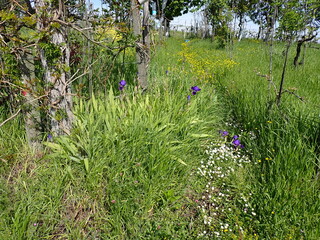 Iris and wildflowers in rural Piemont
