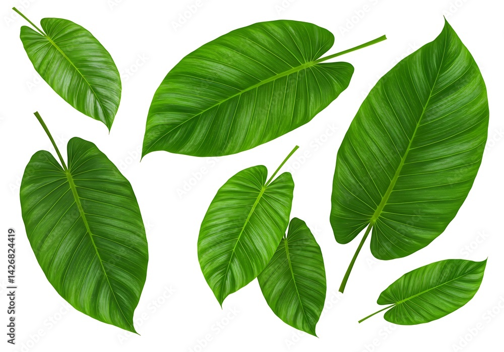 Poster A collection of several philodendron leaves isolated against a plain white background image view from above