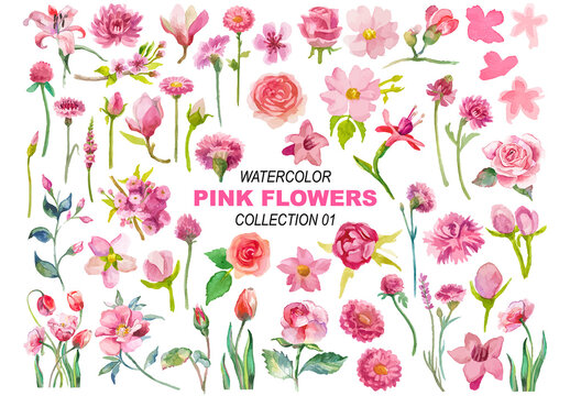 Vector watercolor painted pink flowers clipart. Hand drawn elements isolated on white background