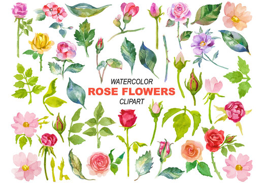 Vector watercolor painted rose flowers clipart Hand drawn elements isolated on white background