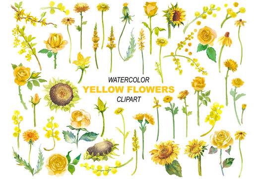 Vector watercolor painted yellow flowers clipart. Hand drawn elements isolated on white background