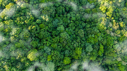 Green forest, bird's eye view of green trees in the forest. Nature of the forest full of green trees. Concept of carbon neutrality and net zero emissions for a sustainable green environment.
