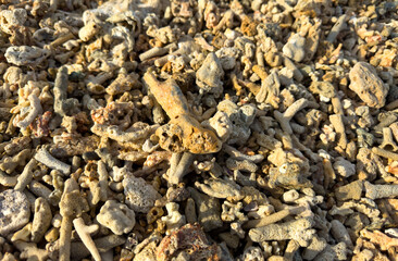 A pile of rocks and shells on the ground