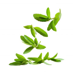 Fototapeta premium Floating Stevia Leaves Falling in the Air on Transparent Background
