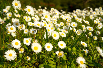 Whiter flowers in a field, macro