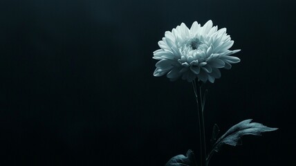 white flower on a balck background. generative ai