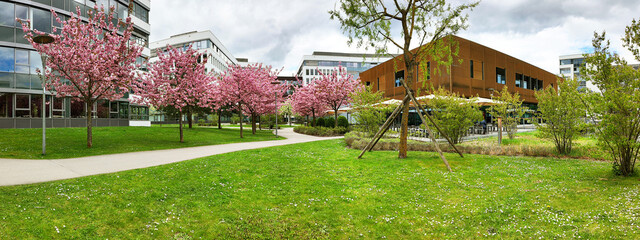 Germany - spring landscape of the Business Campus Garching near Munich with Japanese cherry trees Kanzan in full bloom