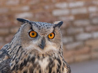 Close Up of the Head and Chest of a Captive Great Horned Owl