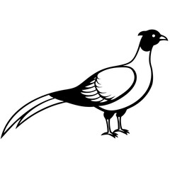 Animal Pheasant line art vector 