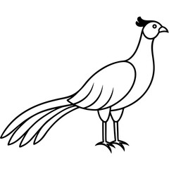 Animal Pheasant line art vector 
