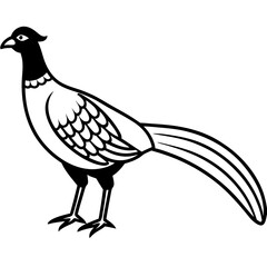 Animal Pheasant line art vector 