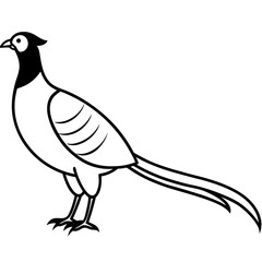 Animal Pheasant line art vector 