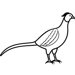Animal Pheasant line art vector 