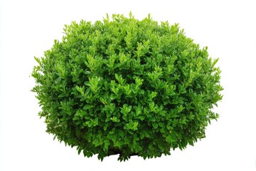 Obraz premium Small round bush with neatly trimmed leaves on white backdrop for landscape design mockup