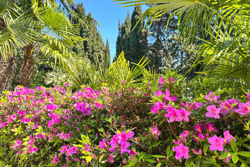 Beautiful natural background with bright pink flowers and palm leaves, southern vegetation, backdrop, screen, desktop.