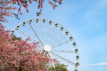 panoramic ferris wheel and beautiful cherry blossoms