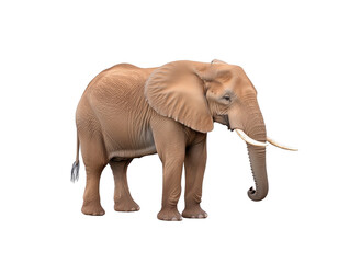 Obraz premium An elephant stands gracefully, with tusks on display