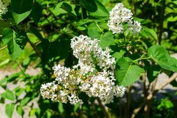 Common lilac, Syringa vulgaris. Sunlit white spring flowers hang in clusters from a branch with green leaves. A meadow is in the background