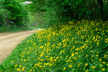 Bright yellow flowers on spring grass near gravel road in village. Forest edge. Chain link fence in background