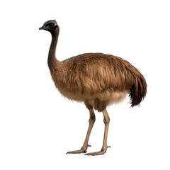 An Emu bird standing with its head high