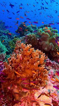 portrait of a group of colorful glofish on a coral reef