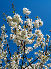 Cherry tree blossom of bird cherry trees (Prunus avium) in Musio.