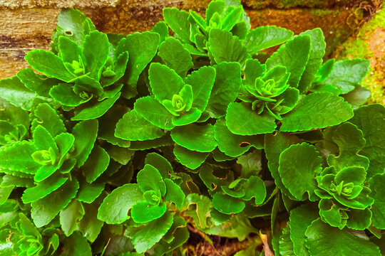Plectranthus neochilus Boldo miudo