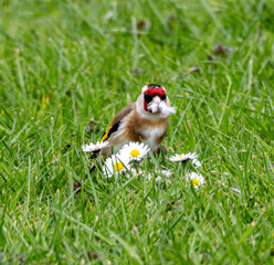 Goldfinch on the grass. Beak filled with dropped feathers to line a nest.