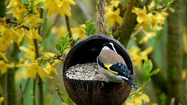 Stieglitz im Forsythia frisst Sonnenblumenkerne aus einer Kokosnuss	