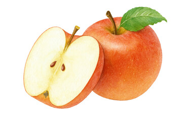 イラスト りんご 水彩 白バック