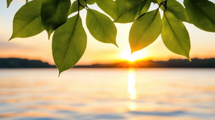Lush green leaves frame a serene sunset over calm waters, creating a tranquil and picturesque natural scene.