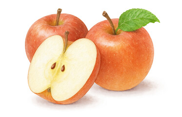 イラスト りんご 水彩 白バック