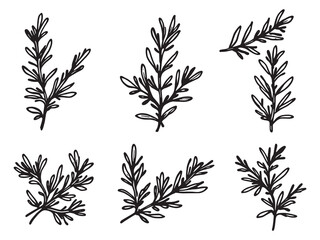Rosemary leaf line art botanical illustration for natural designs