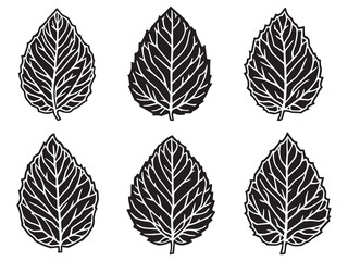 Sage leaf detailed line art illustration for creative projects